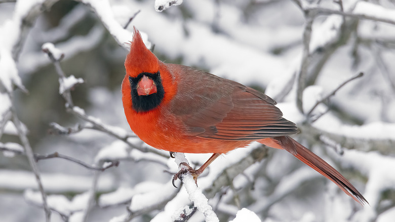 Cardinal perched on snow-coverd branch looking at the camera