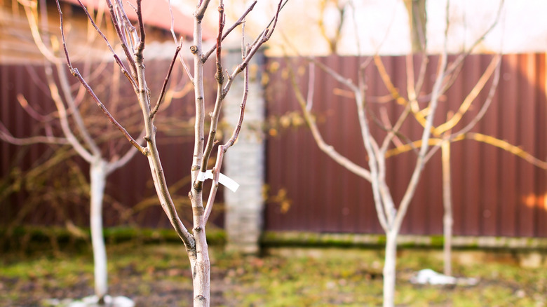 Bare, young fruit trees in a small garden space.