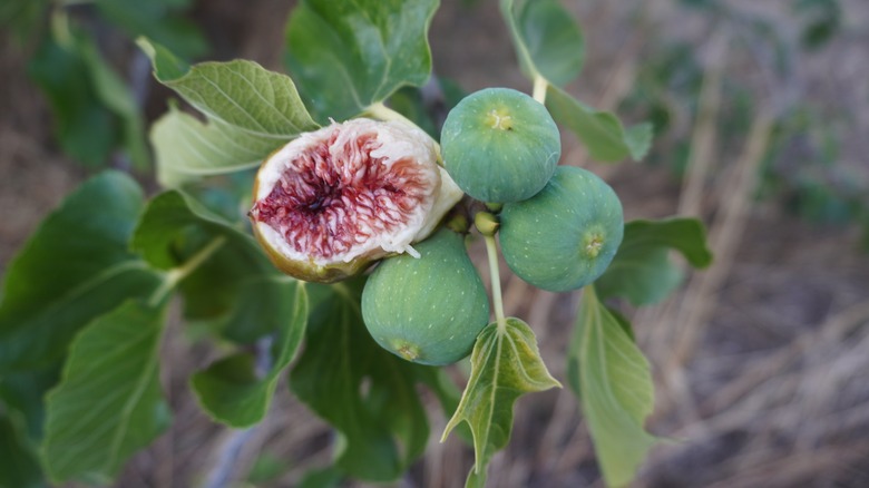 Ficus carica with open fig