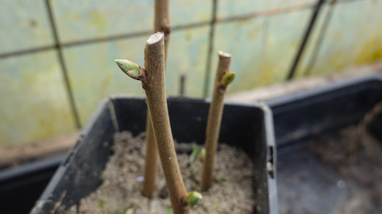 tree branch propagation
