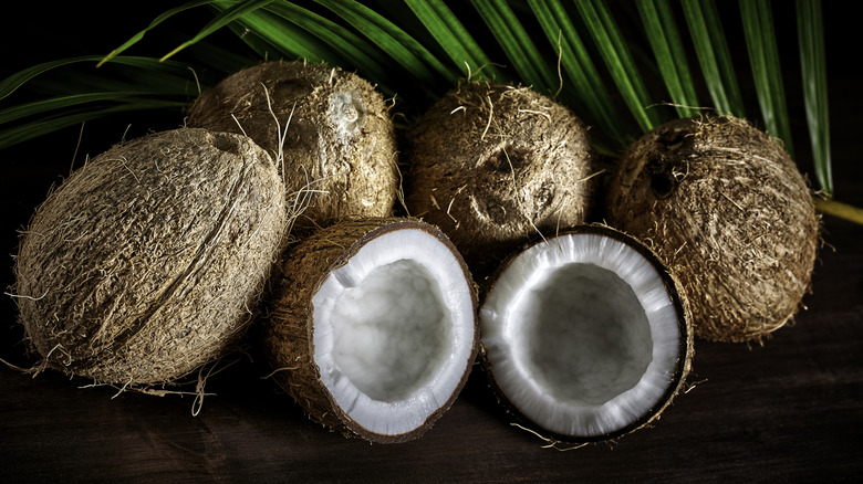 Four whole coconuts on a table with one cracked coconut open in front of them and a palm frond behind them