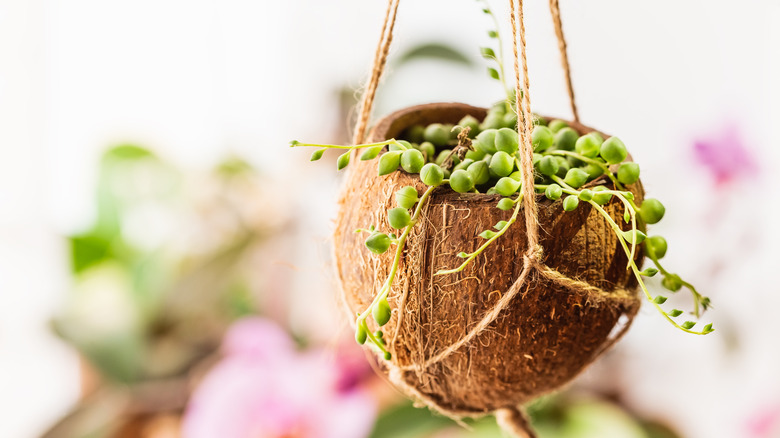 Coconut shell hanging on twine with a small creeping succulent plant