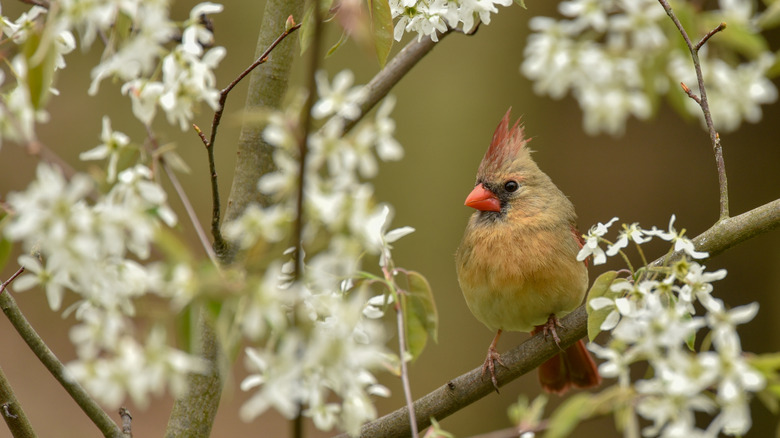 A female cardinal perches among serviceberry flowers