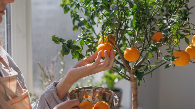 person harvesting from indoor citrus tree