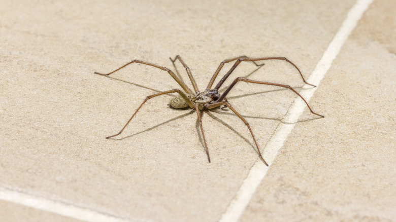 spider on tile floor