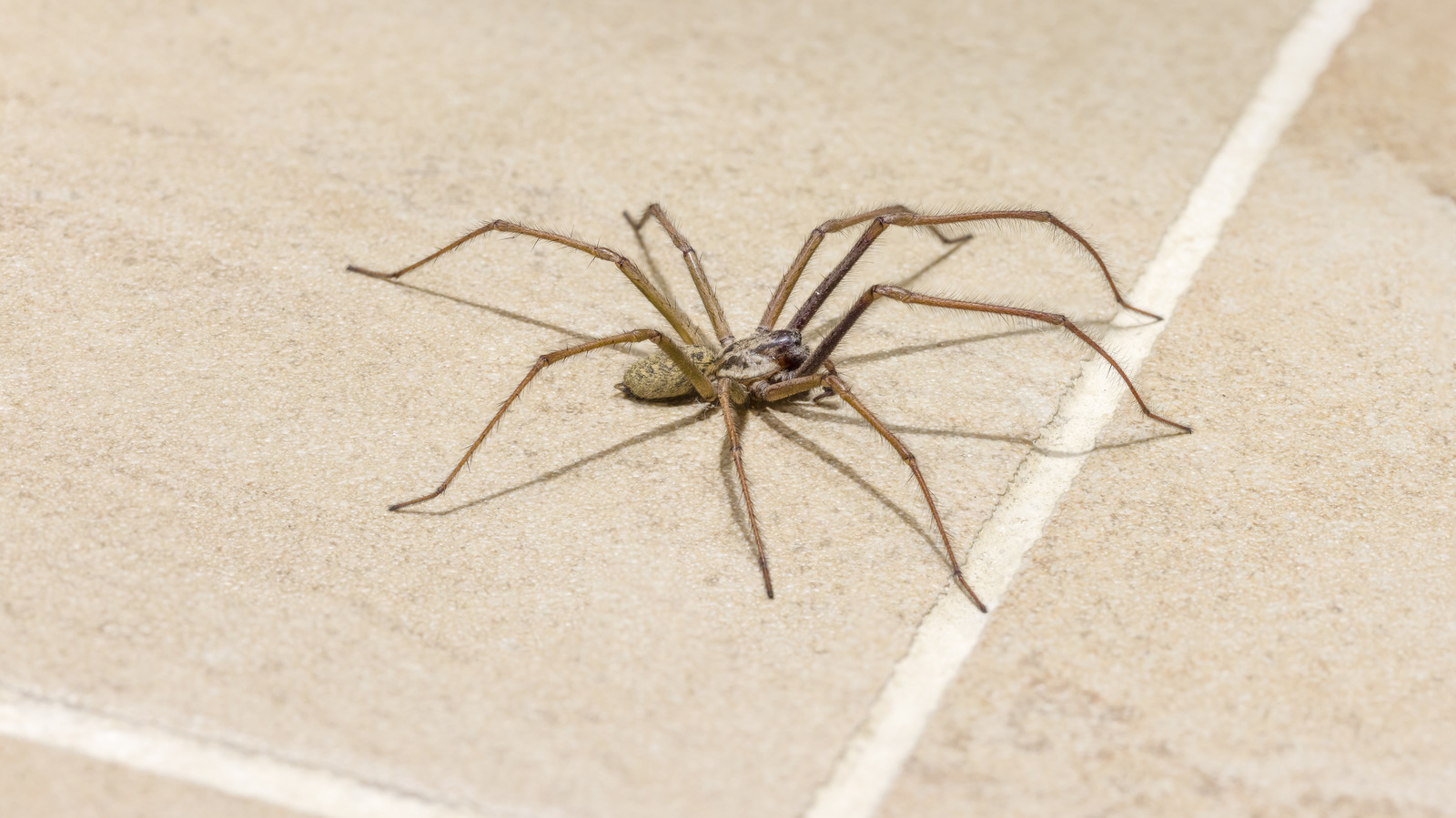 The Fruits You Need To Banish Spiders From The Home the-fruits-you-need-to-banish-spiders-from-the-home
