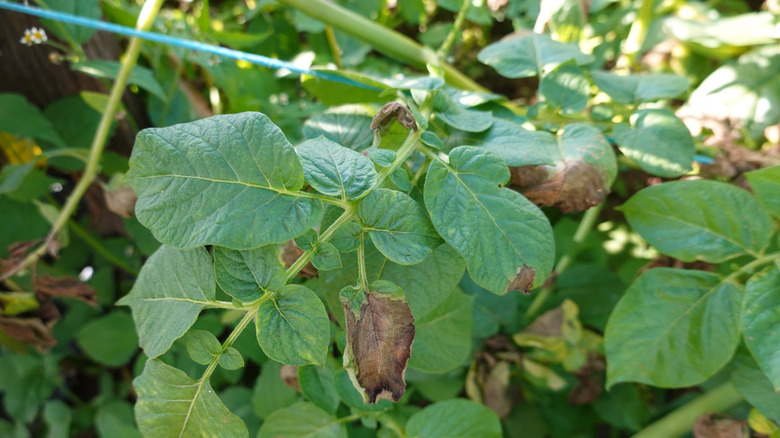 brown leaves of infected potato crop plants
