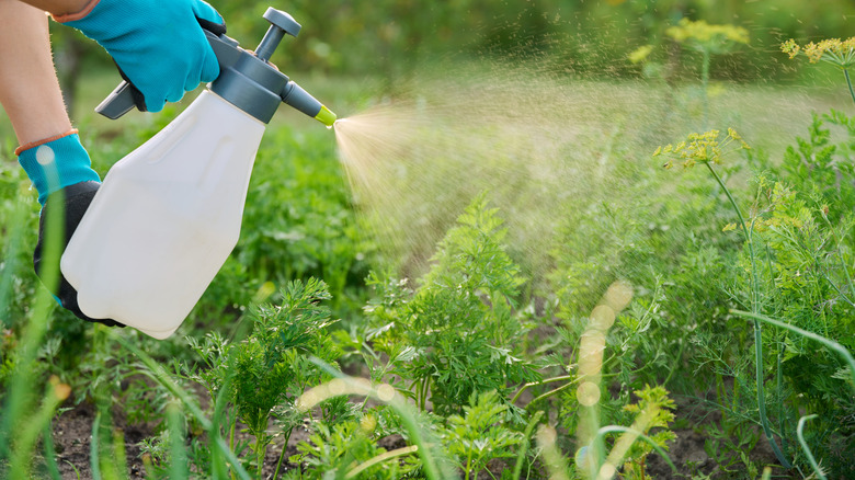 gardener spraying plants with fungicide