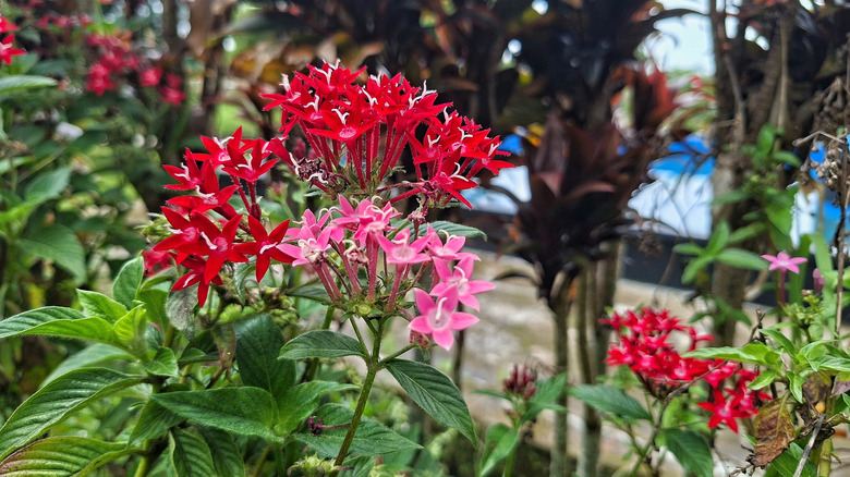 pink and red penta flowers in bloom