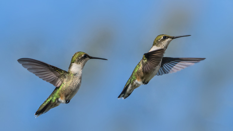 pair of hummingbirds in flight