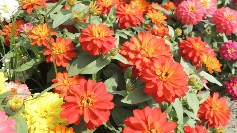 Thriving zinnia profusion in bloom in someone's garden