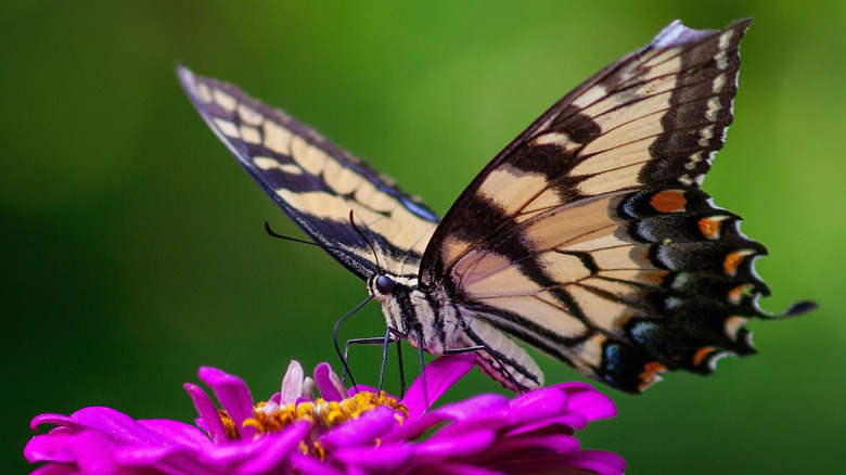 A butterfly perched on a zinnia