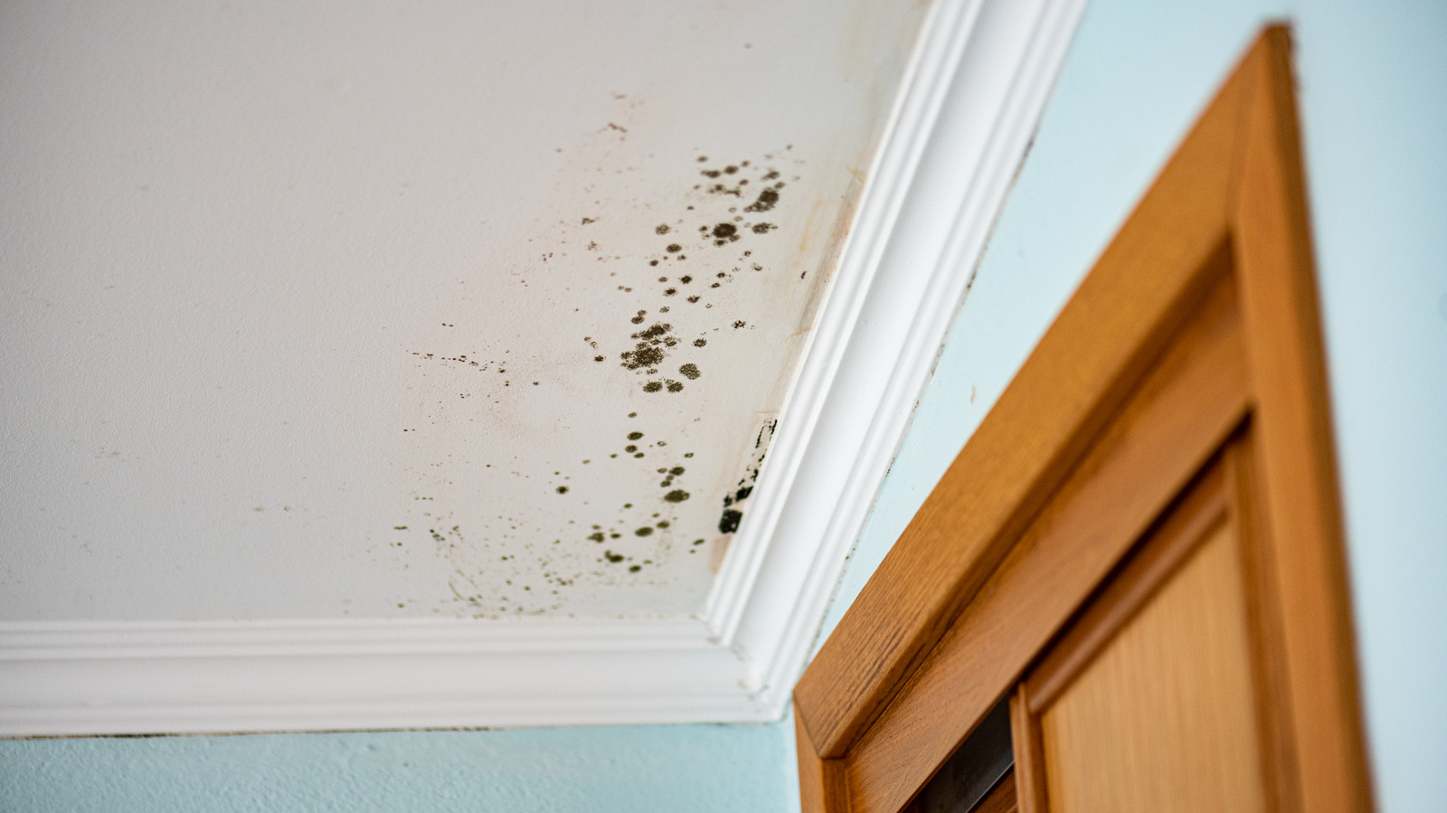 A Moisture Meter Will Help You Detect Where Mold Might Grow In Your Walls