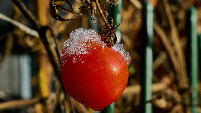 A late-season tomato on the vine with a little snow on top