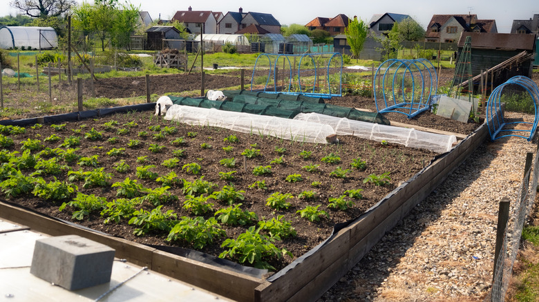 Succession-planting potatoes in a large raised bed