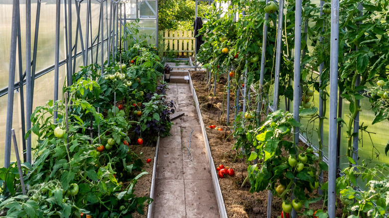 Determinate and indeterminate tomato varieties growing in a greenhouse