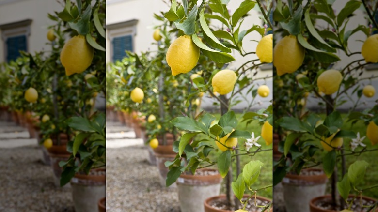 Lemon trees planted along driveway