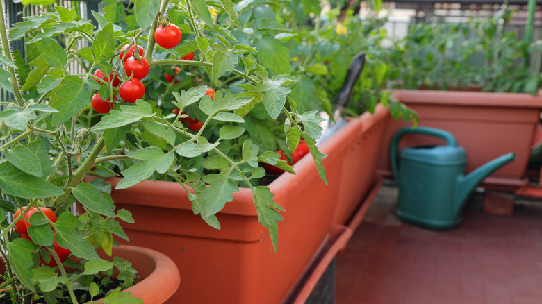 Driveway garden with tomatoes