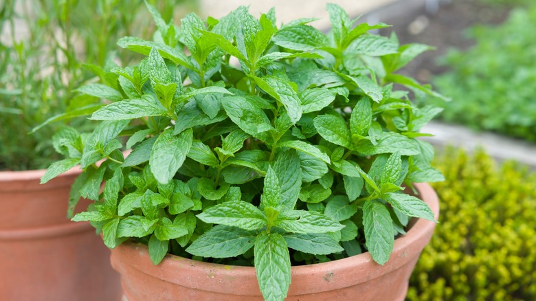 Herbs in tan pot