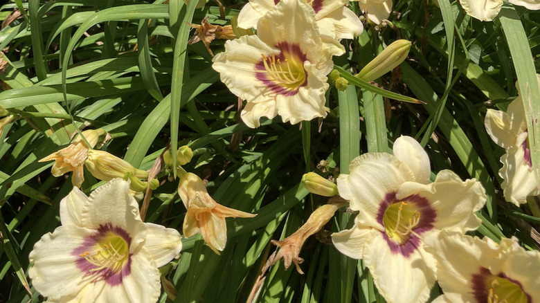 Pale yellow day lilies with purple eyes.
