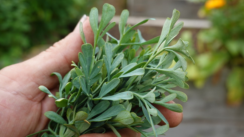 person holding rue herb