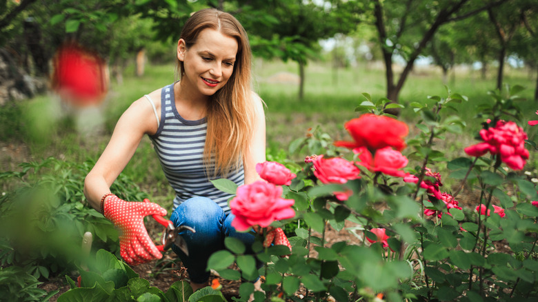 woman planing roses in garden