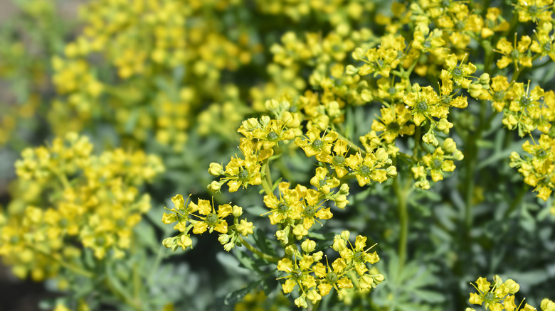 rue plant in garden