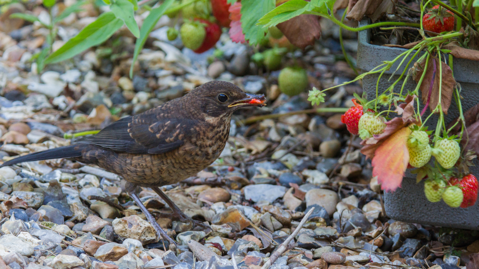 The Garden Decor DIY That Also Protects Your Strawberry Plants From Birds