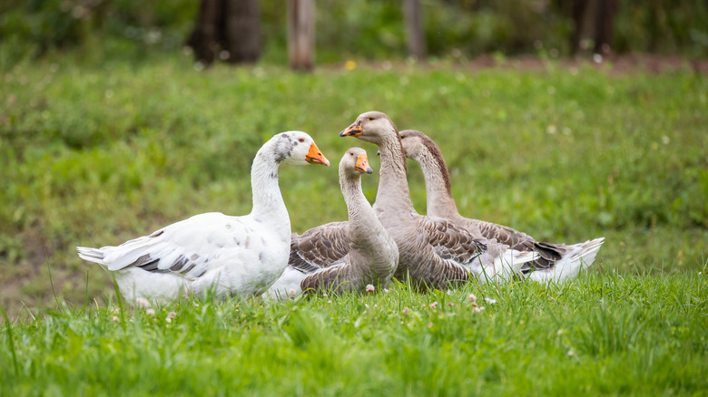 Four geese, three brown and one white, in a yard