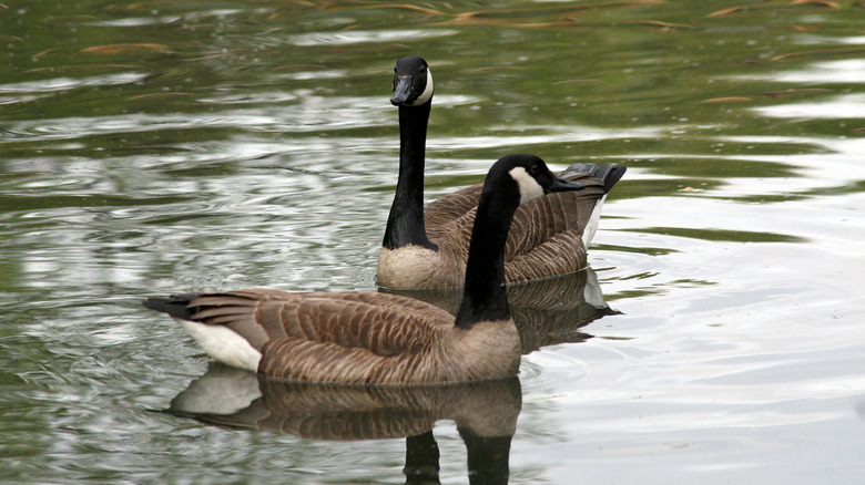two canada geese on water in a pond