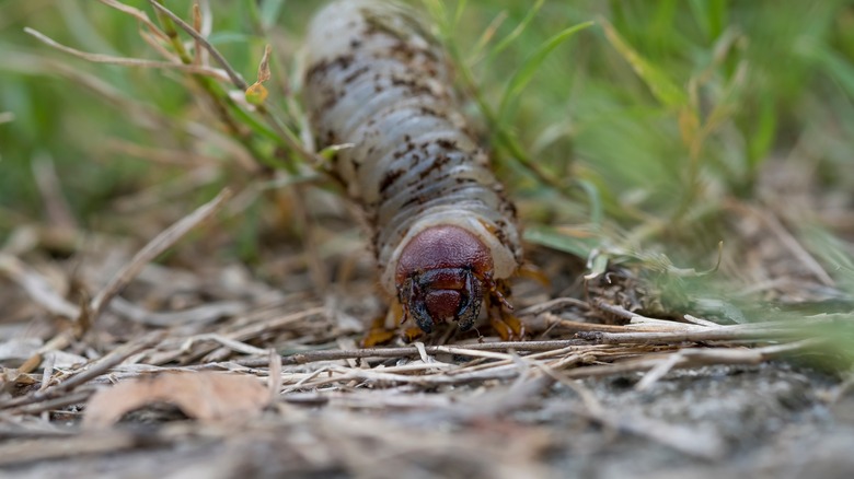 Cutworm on the ground