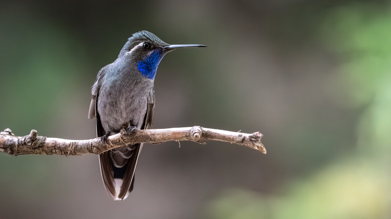 A close-up shot of a blue-throated hummingbird on a branch
