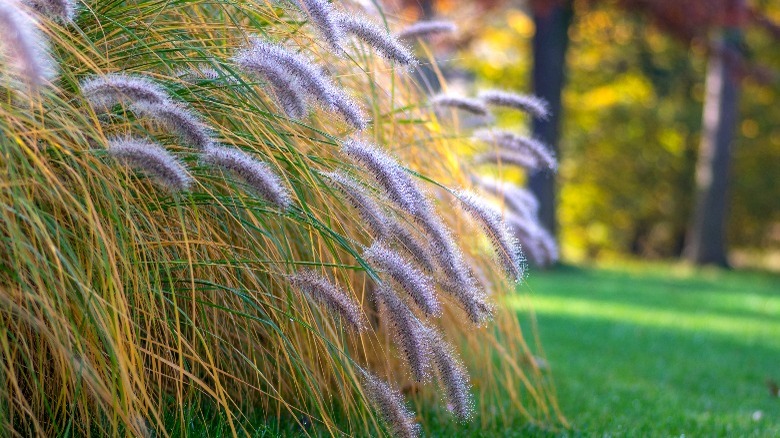 Hameln fountain grass 