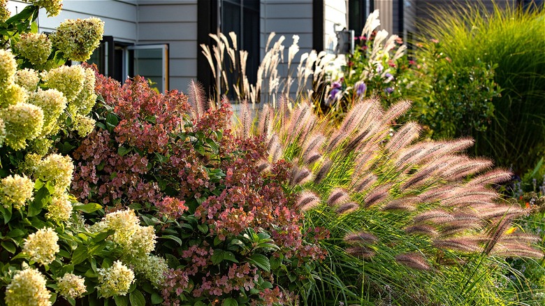 Hameln fountain grass and flowers