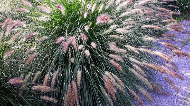 Hameln fountain grass in yard