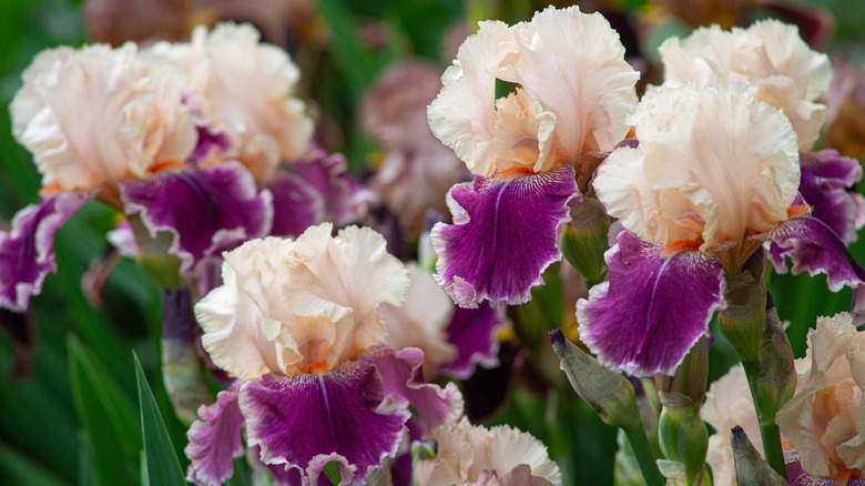 purple bearded irises 