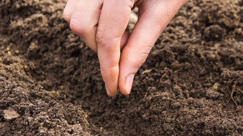 Person planting seed in soil 
