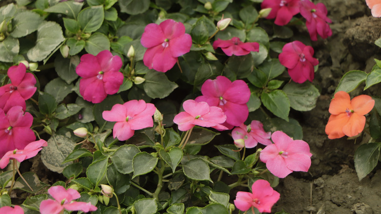 A collection of different colored impatiens flowers in a garden