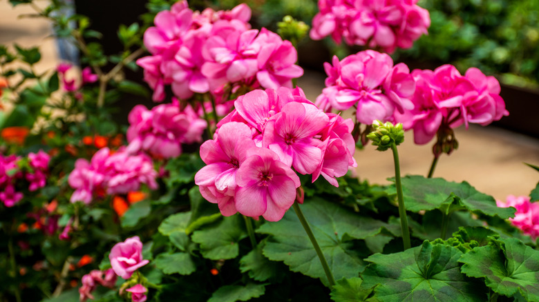 Pink geranium flowers