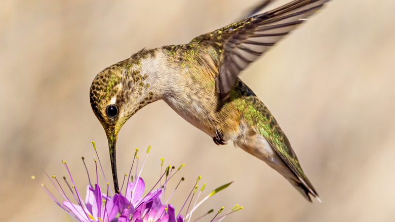 Hummingbird flying while sticking its beak directly downwards into a purple flower