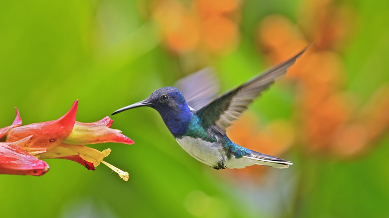 A dark blue and green hummingbird flies while sipping nectar from the center of a tube-shaped red flower