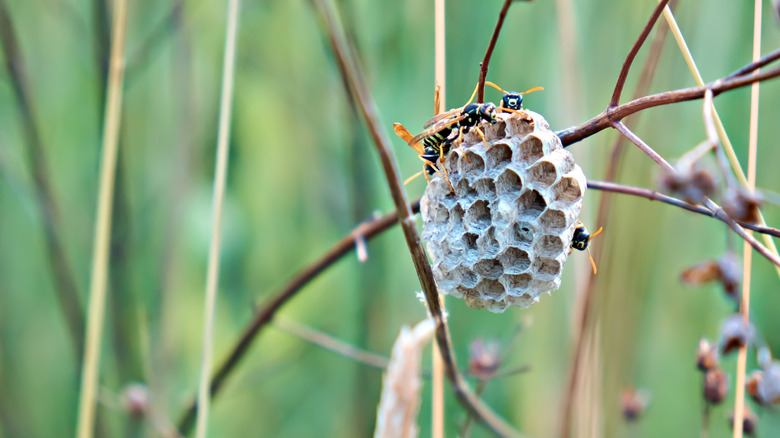 Paper wasps tending a nest on a dead branch in the garden.