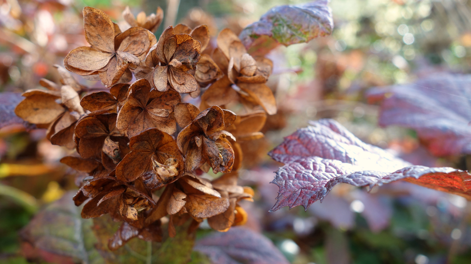 The Garden Pest That Might Be Killing Your Hydrangeas Below Ground