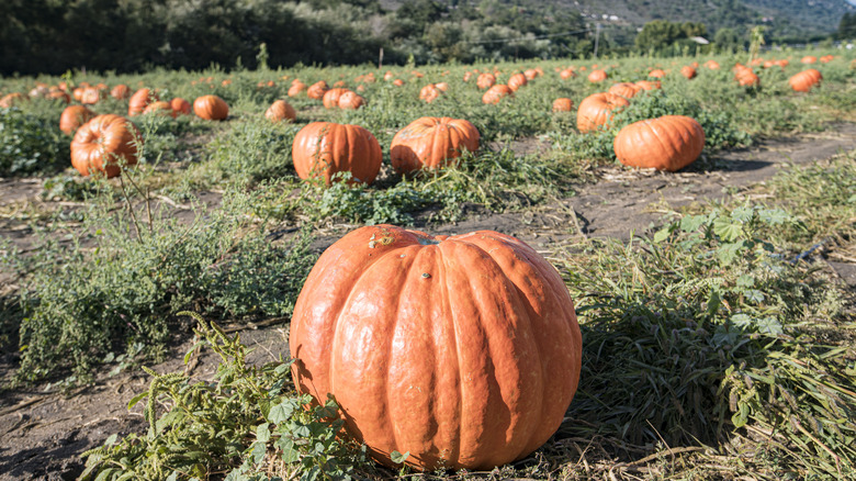 pumpkins in field