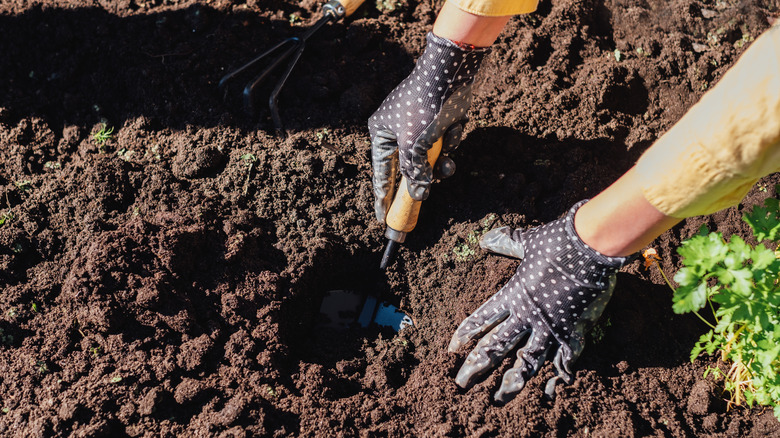gardener digging in soil