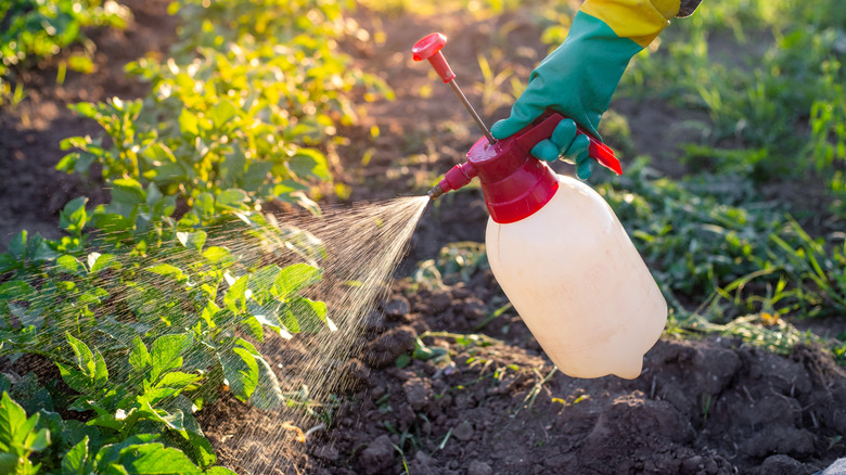 Person spraying herbicide in garden