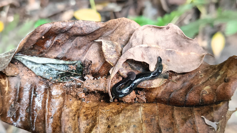 hammerhead worm sitting on a brown leaf