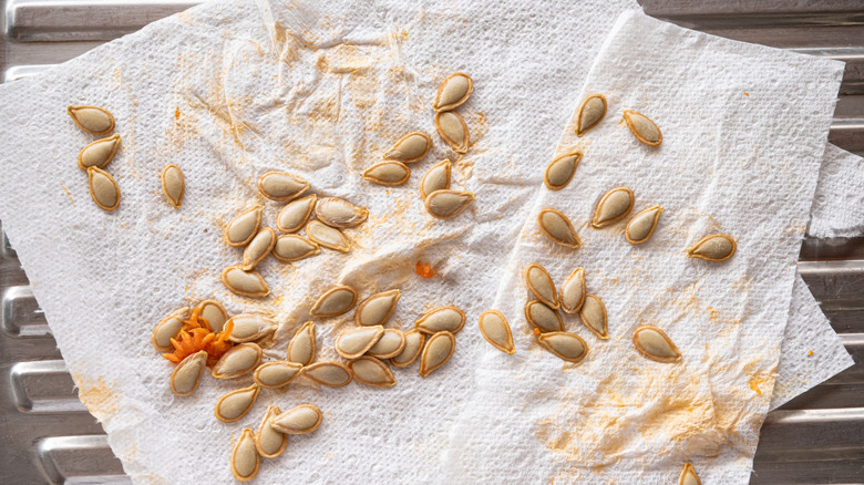Fresh pumpkin seeds laid out to dry on a paper towel.