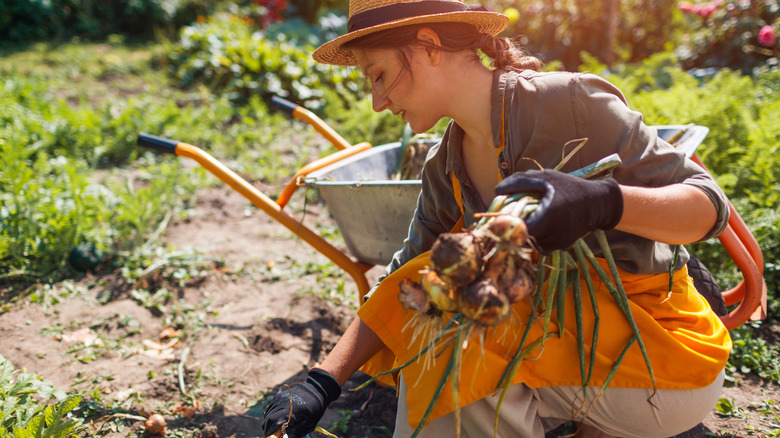 A woman holds freshly harvested onions in one hand as she works in the garden.