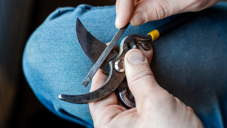 a closeup shot of hands sharpening garden shears with a file